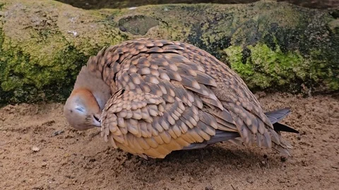 A desert dove  Stock Footage 269823569