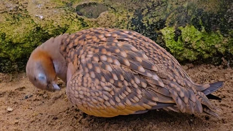 A Desert dove Stock-Footage 269887312