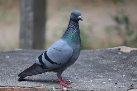 A desert dove Stock Photos