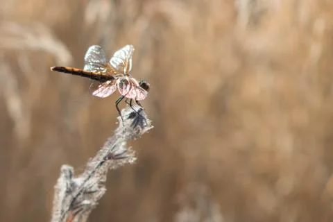 Desert Dragonfly 写真素材