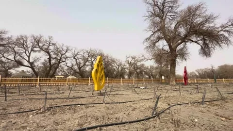 Desert Drip Irrigation Tape Laying Installation Stock Footage 333631360
