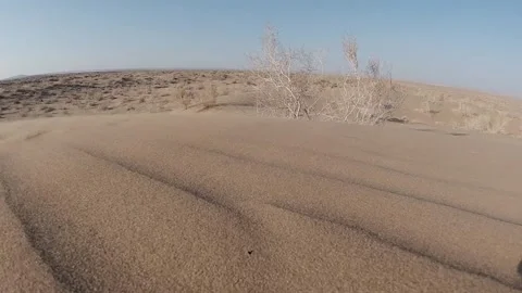 Desert dune in 240fps slow motion, wind blowing sand around a dry white bush. Stock Footage 319793860