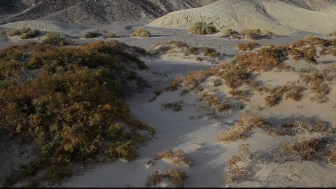 Desert Dune Shrubs Video stock 104845648