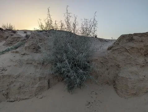 Desert Dune Vegetation Under Soft Sunset Light Stock Photos