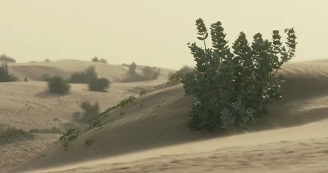 Desert dunes 스톡 동영상 185565542