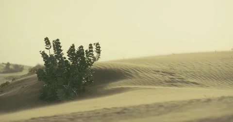 Desert Dunes 스톡 동영상 185574454