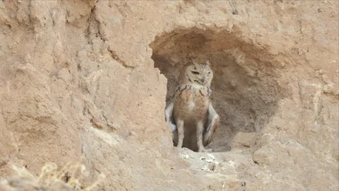 Desert Eagle-Owl Standing at the Entrance of Its Burrow in an Earth Bank Vídeo Stock 342487776