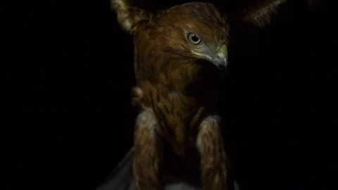 Desert eagle spread its wings in the night Flyght Slow motion video Stock Footage 95534900