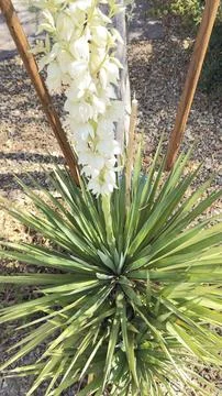 🌾 Desert Elegance: Vertical Close-Up of Blooming White Yucca Flowers Stock Photos