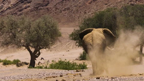 A desert elephant blows a load of sand onto its back to protect its body from Stock Footage 313720373