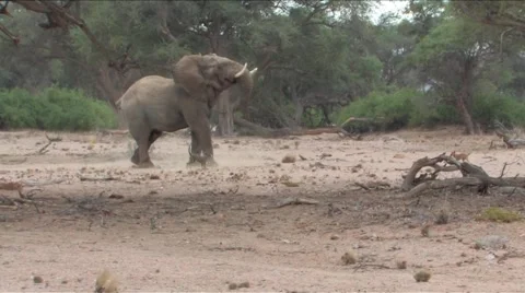 Desert Elephant &amp; dogs in Namibia  Stock Footage 922441