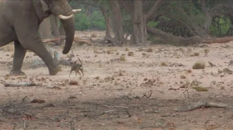 Desert Elephant &amp; dogs in Namibia  Stock Footage 922593