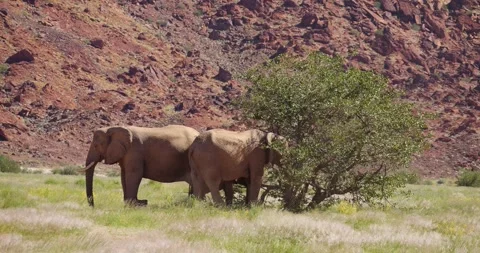 Desert elephant family under tree in Damarland, Namibia Stock Footage 334807029