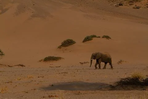 Desert Elephant Namibia Stock Photos