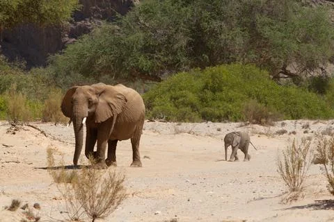 Desert Elephant Namibia Stock Photos