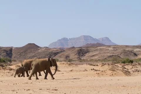 Desert Elephant Namibia Stock Photos