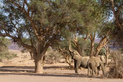 Desert Elephant Namibia Stock Photos