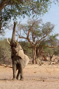 Desert Elephant Namibia Stock Photos