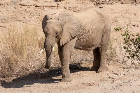 Desert Elephant in Namibia Stock Photos