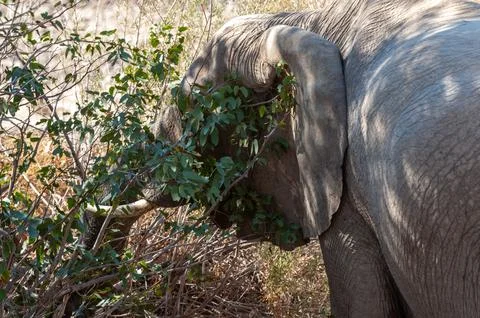 Desert Elephant in Namibia Stock Photos