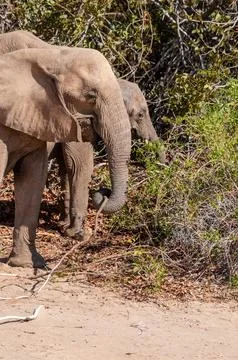 Desert Elephant in Namibia Stock Photos