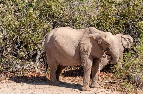 Desert Elephant in Namibia Stock Photos