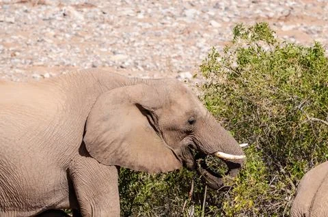 Desert Elephant in Namibia Foto stock