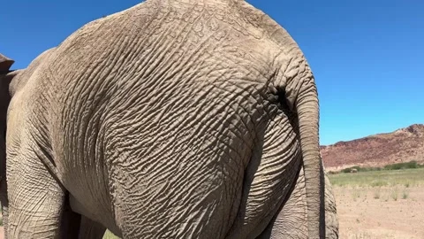Desert elephant passes car very close Stock Footage 334940613
