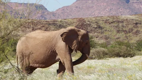 Desert elephants eating green grass in Damarland, Namibia Stock Footage 334737151