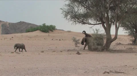 Desert Elephants in Namibia  Stock-Footage 922743