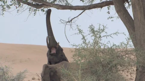 Desert Elephants in Namibia  Stock Footage 922809