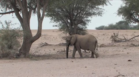Desert Elephants in Namibia  Stock Footage 922904