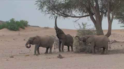 Desert Elephants in Namibia  Stock Footage 922982