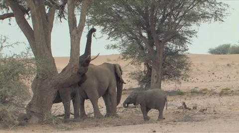 Desert Elephants in Namibia  Stock Footage 923124