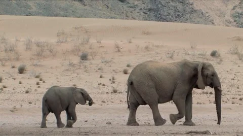 Desert Elephants in Namibia  Stock Footage 923157