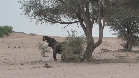 Desert Elephants in Namibia  Stock Footage 923575