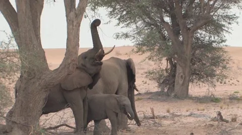 Desert Elephants in Namibia  Stock Footage 948004