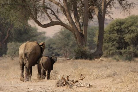 Desert elephants in namibia Stock Photos