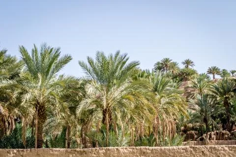 Desert of figuig Stock Photos