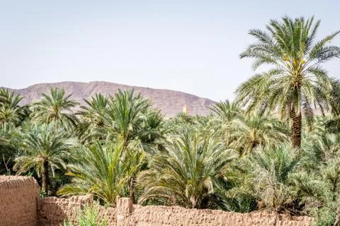 Desert of figuig Foto stock