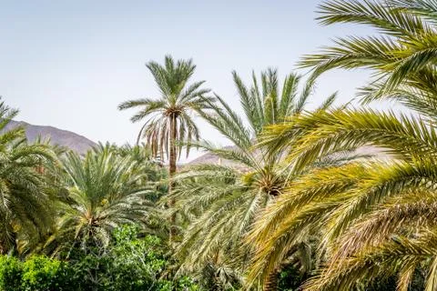 Desert of figuig Stock Photos