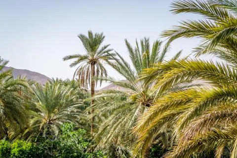 Desert of figuig Stock Photos
