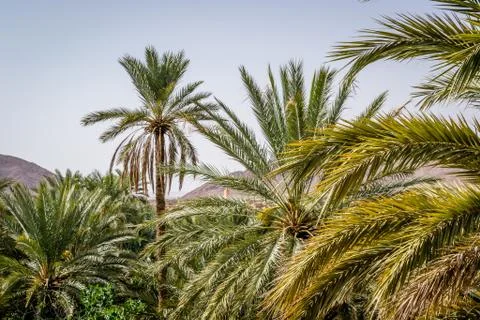 Desert of figuig Stock Photos