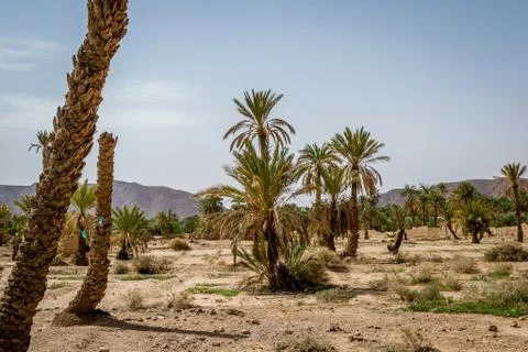 Desert of figuig 스톡 사진