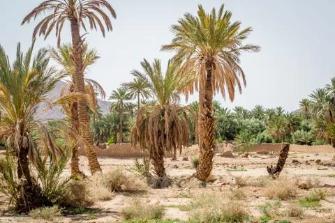 Desert of figuig Stock Photos