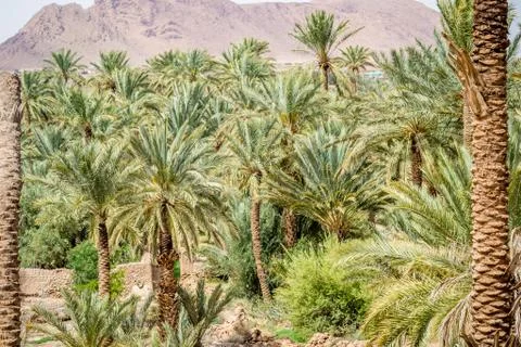 Desert of figuig Stock Photos