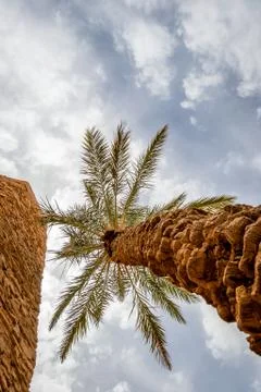 Desert of figuig Stock Photos