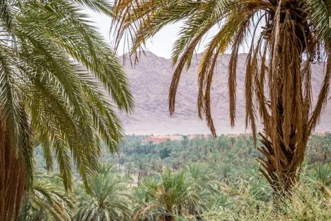Desert of figuig Stock Photos