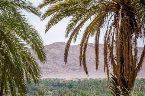 Desert of figuig Stock Photos