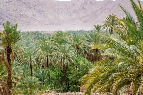 Desert of figuig Stock Photos